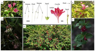 Comparative plastomes sheds light on phylogeny of Weigela